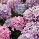 10 Hydrangea Facts That Even Expert Gardeners Don’t Know - Complete ...