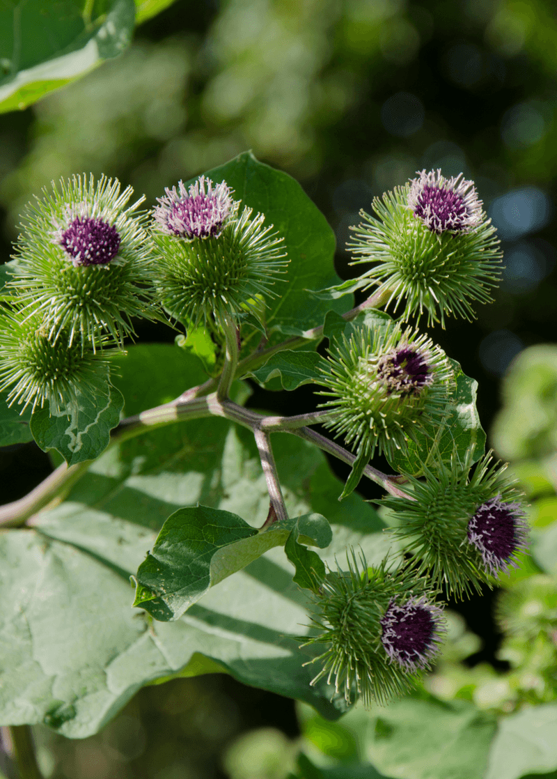 Burdock