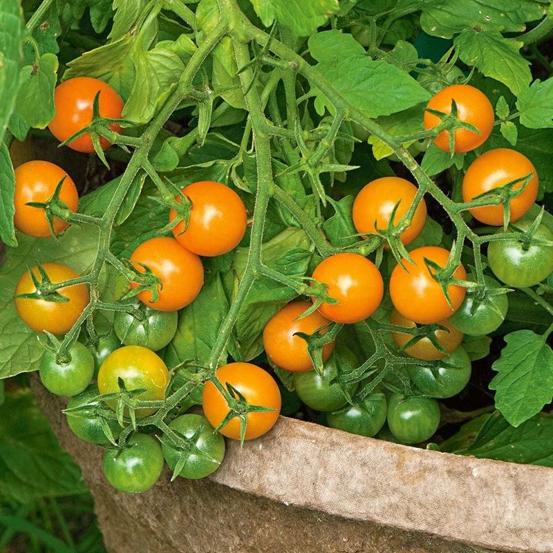 Cherry Tomatoes (Solanum lycopersicum var. cerasiforme)