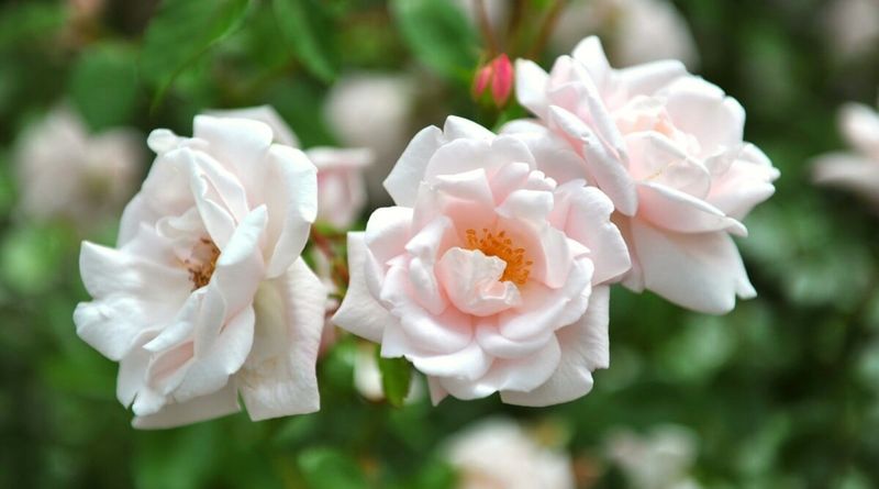 Earth-Kind® Roses (Like 'Marie Daly')
