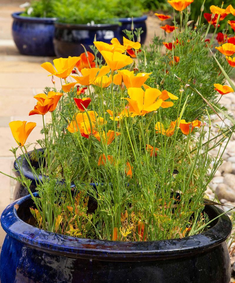 Poppy Paradise Pot