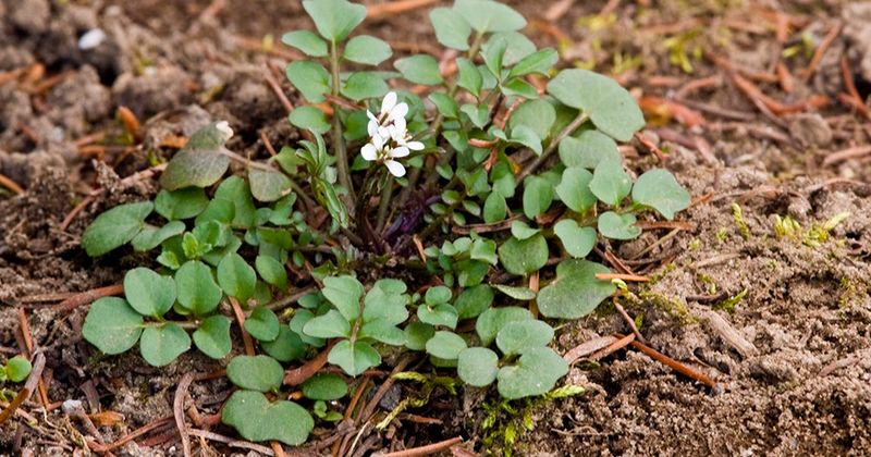 Hairy Bittercress (Cardamine hirsuta)