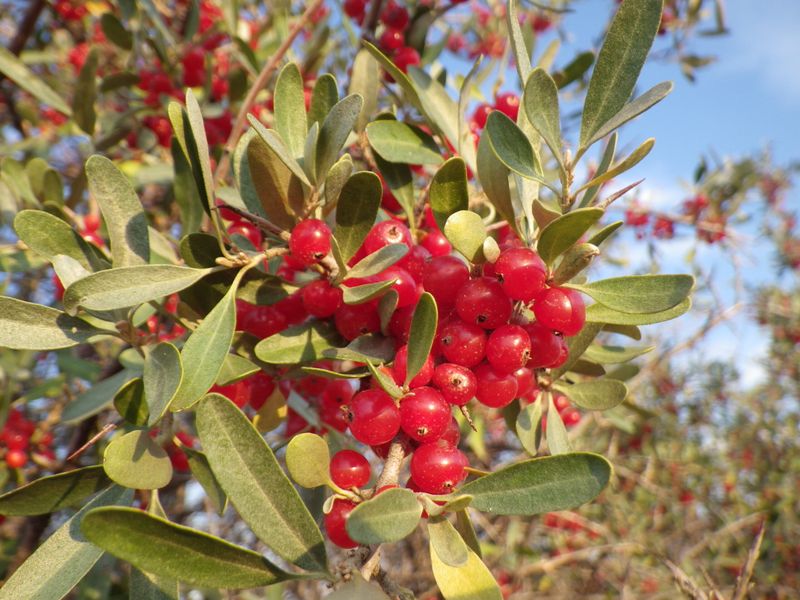 Buffaloberry (Shepherdia argentea)