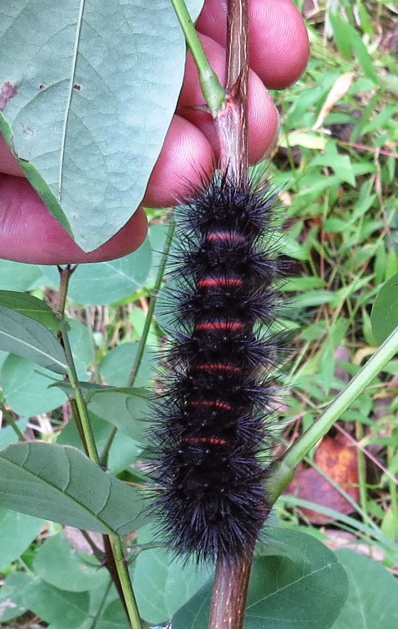 Giant Leopard Moth Caterpillar