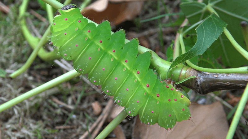 Luna Moth Caterpillar