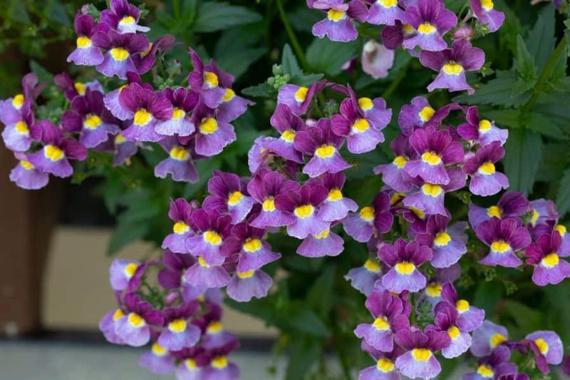 Nemesia