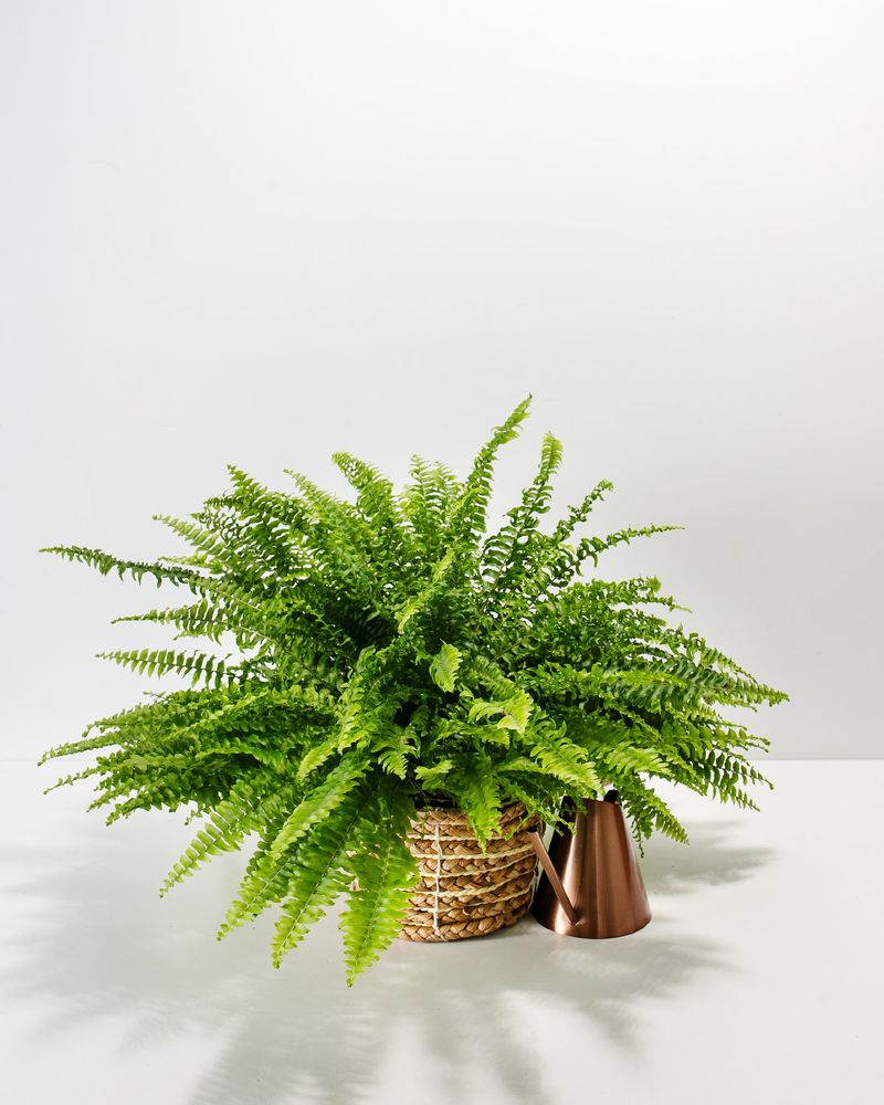 Boston Fern