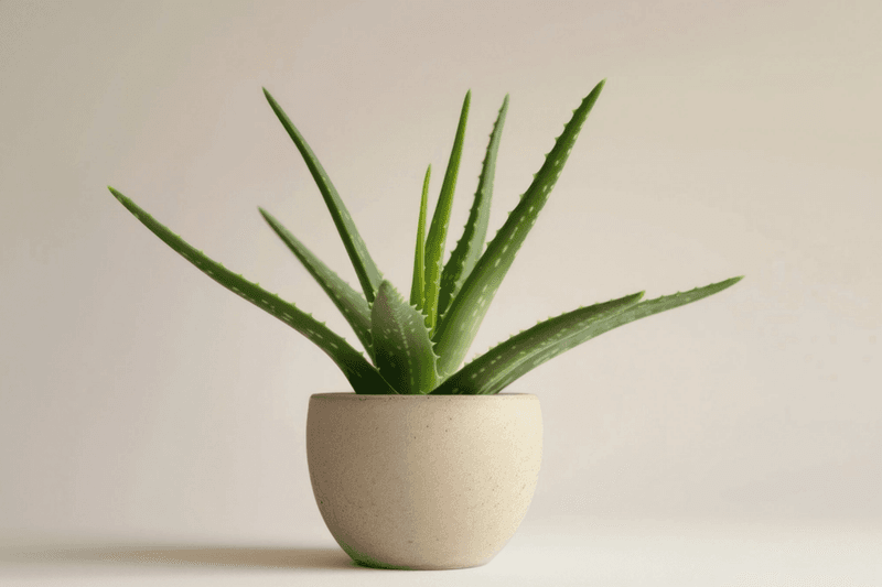 Aloe Vera