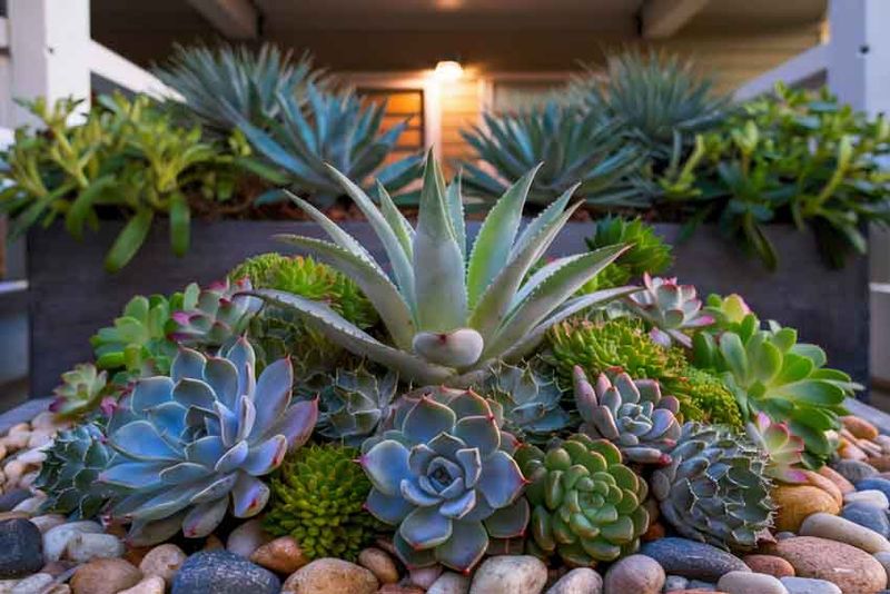 Succulents