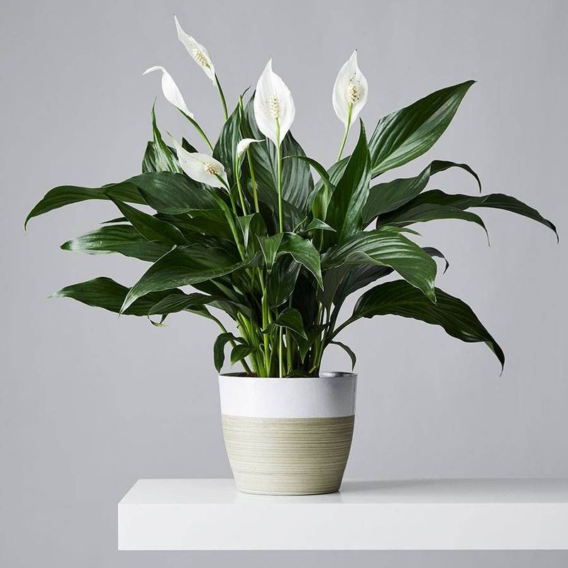 Peace Lily (Spathiphyllum)