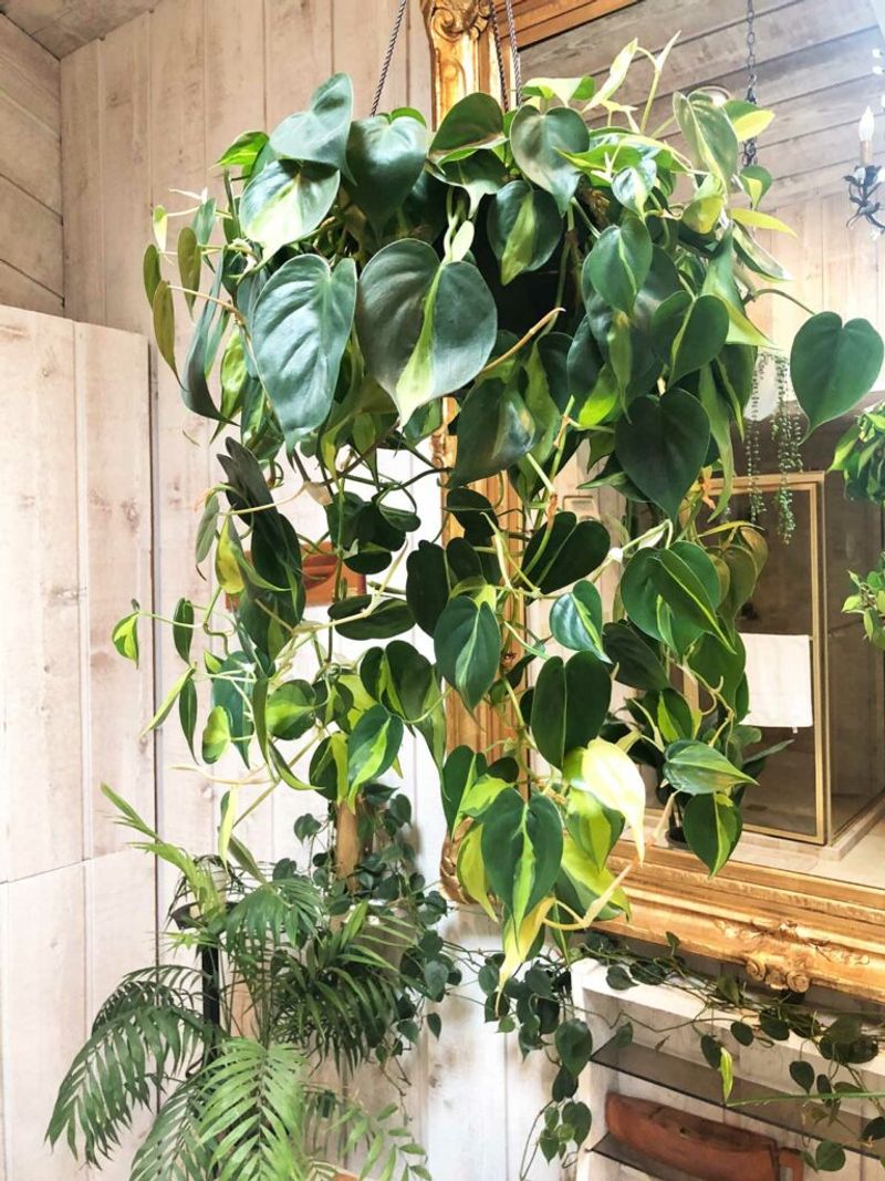 Philodendron (Heartleaf & Brasil)