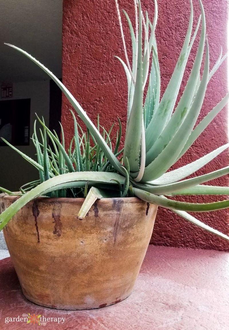 Aloe Vera