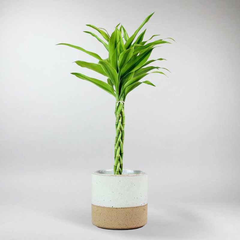 Lucky Bamboo (Dracaena sanderiana)