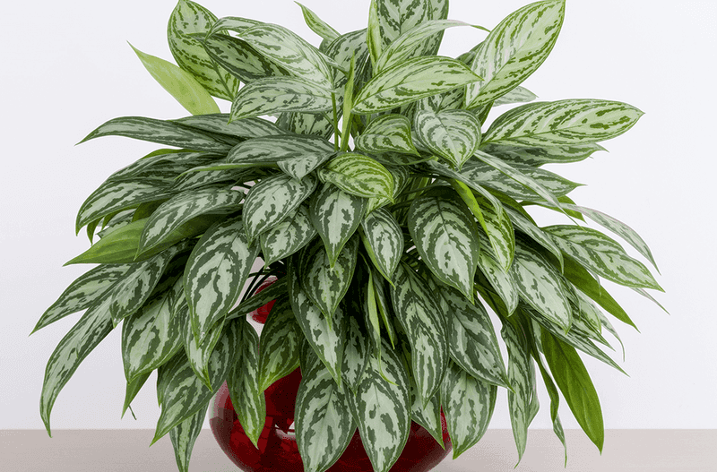 Chinese Evergreen