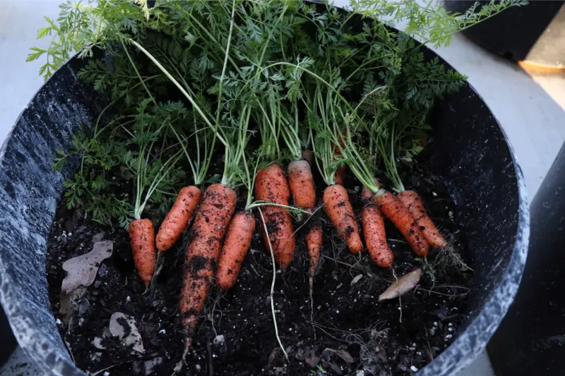 Carrots