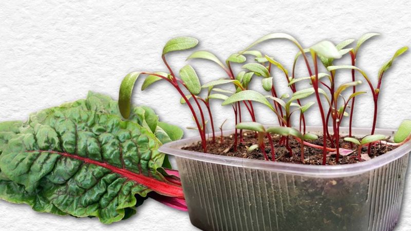 Swiss Chard
