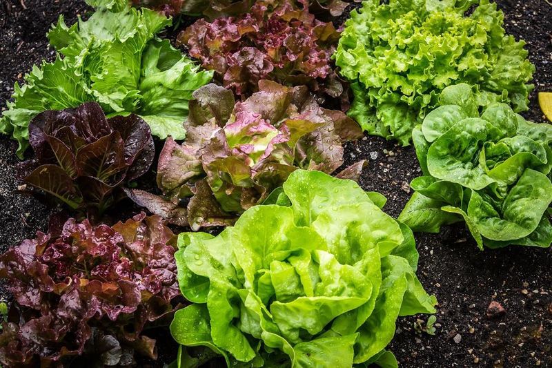 Lettuce (Leaf Varieties)