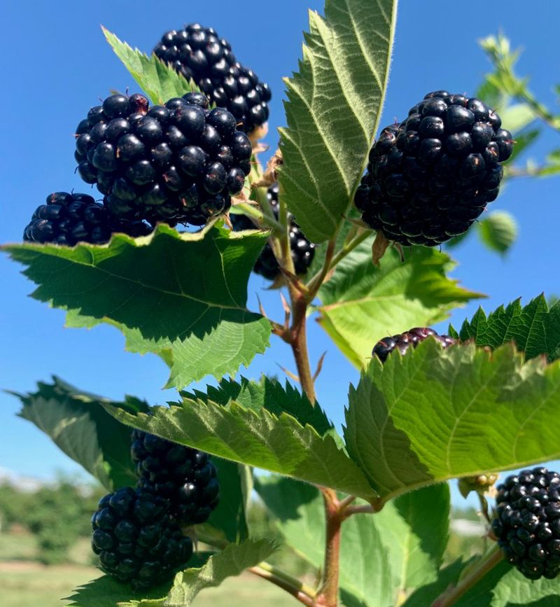 Blackberries
