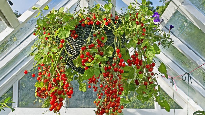 Cherry Tomatoes (Dwarf Varieties)