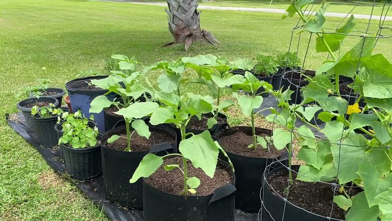 Sunflowers and Cucumbers