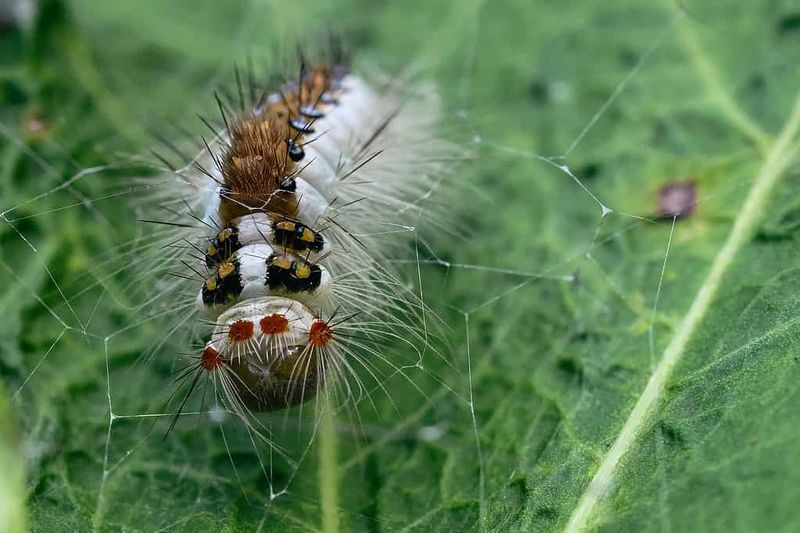 White-marked Tussock Moth Caterpillar