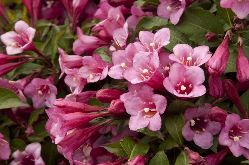 Weigela 'Minuet'