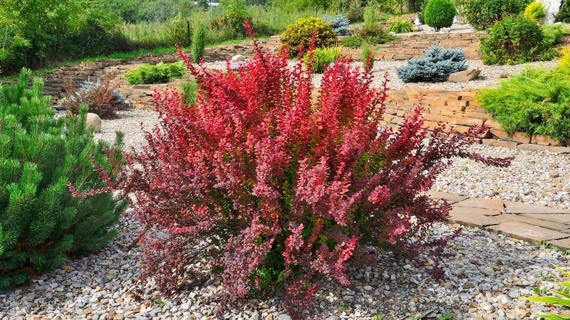 Berberis' Spiky Elegance