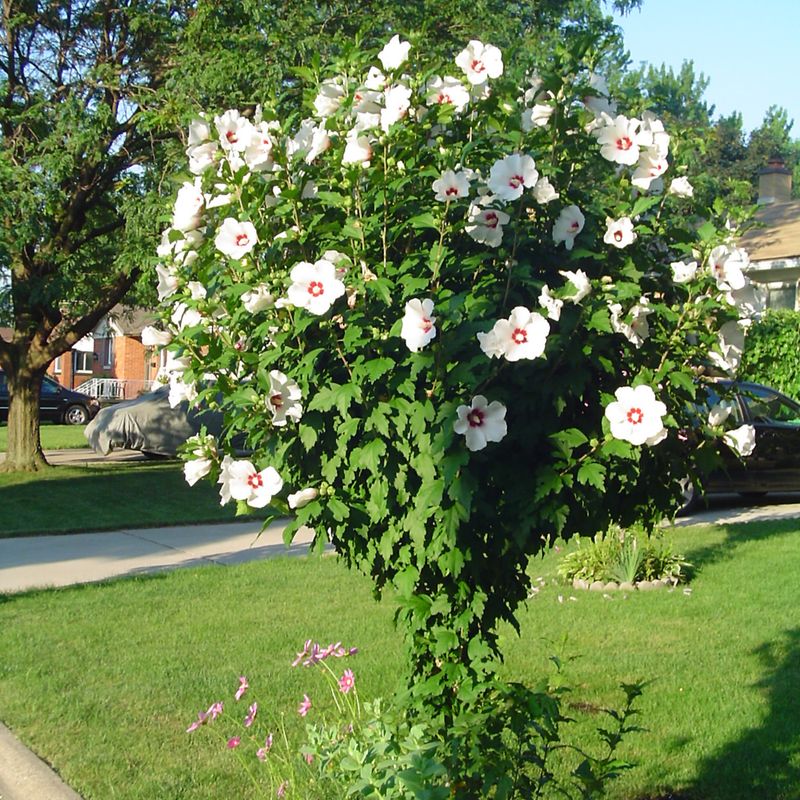 Hibiscus syriacus 'Red Heart'
