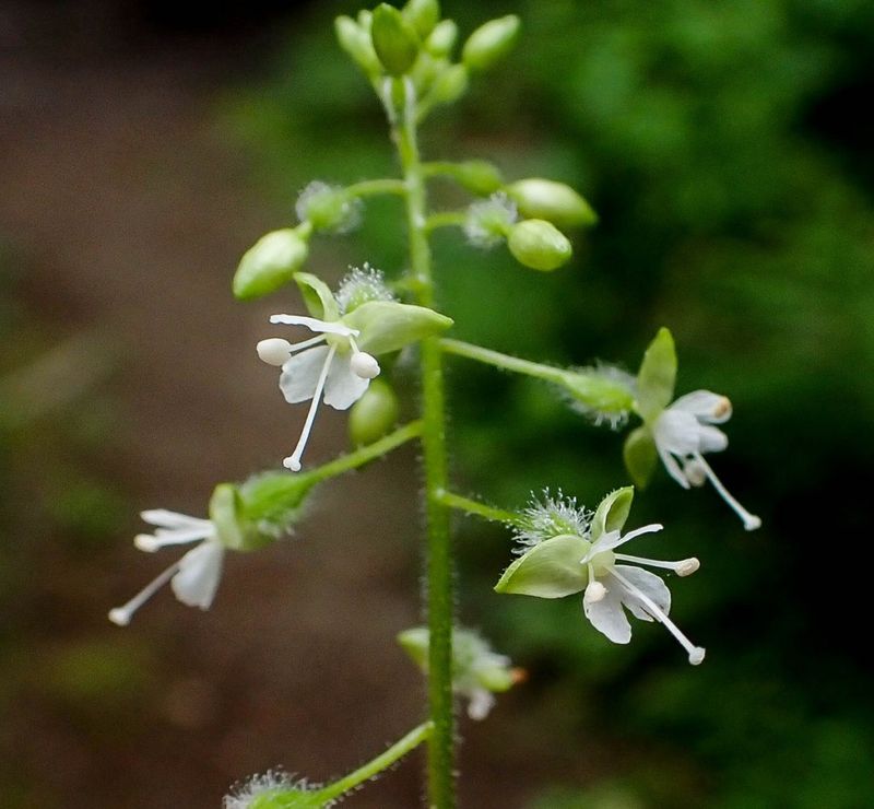 Enchanter’s Nightshade (Circaea lutetiana)