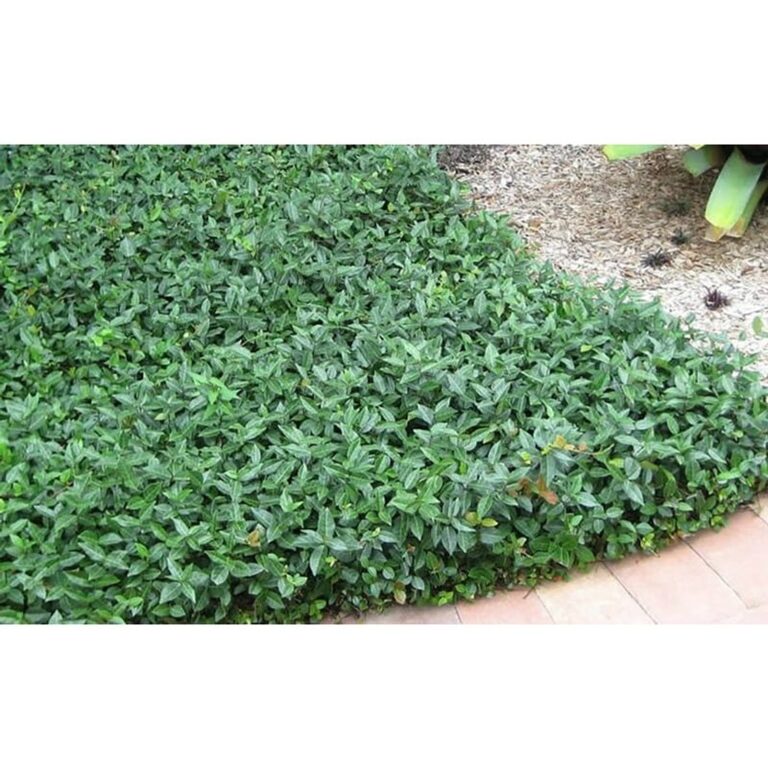 20-ground-covers-that-choke-out-weeds-and-9-that-just-don-t-work