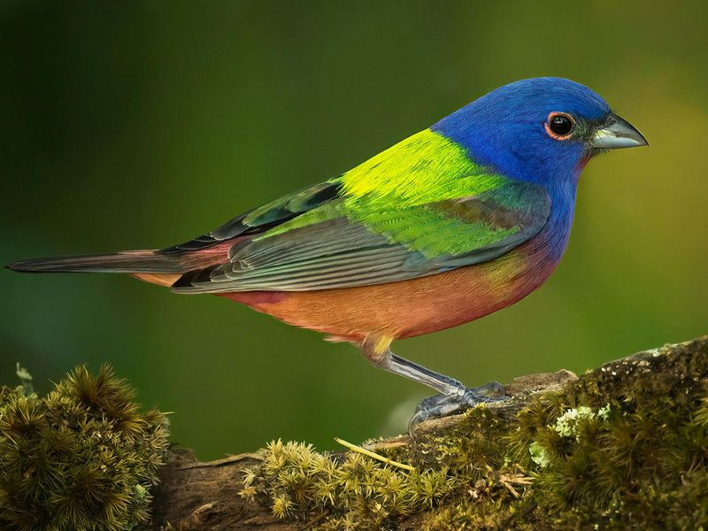 Painted Bunting