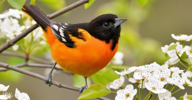 Spotting These 15 Birds in Your Yard Is Nothing Short of a Miracle