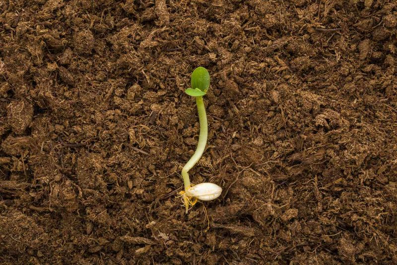 Pumpkin (from Seeds)