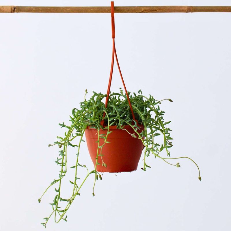 String of Dolphins (Senecio peregrinus)