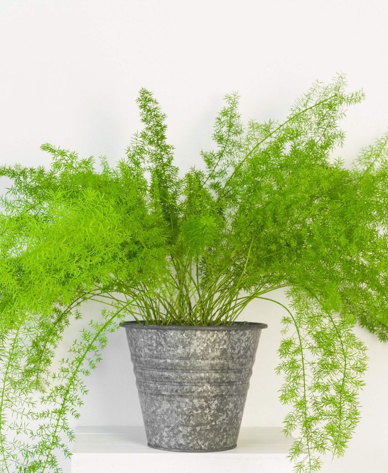 Asparagus Fern