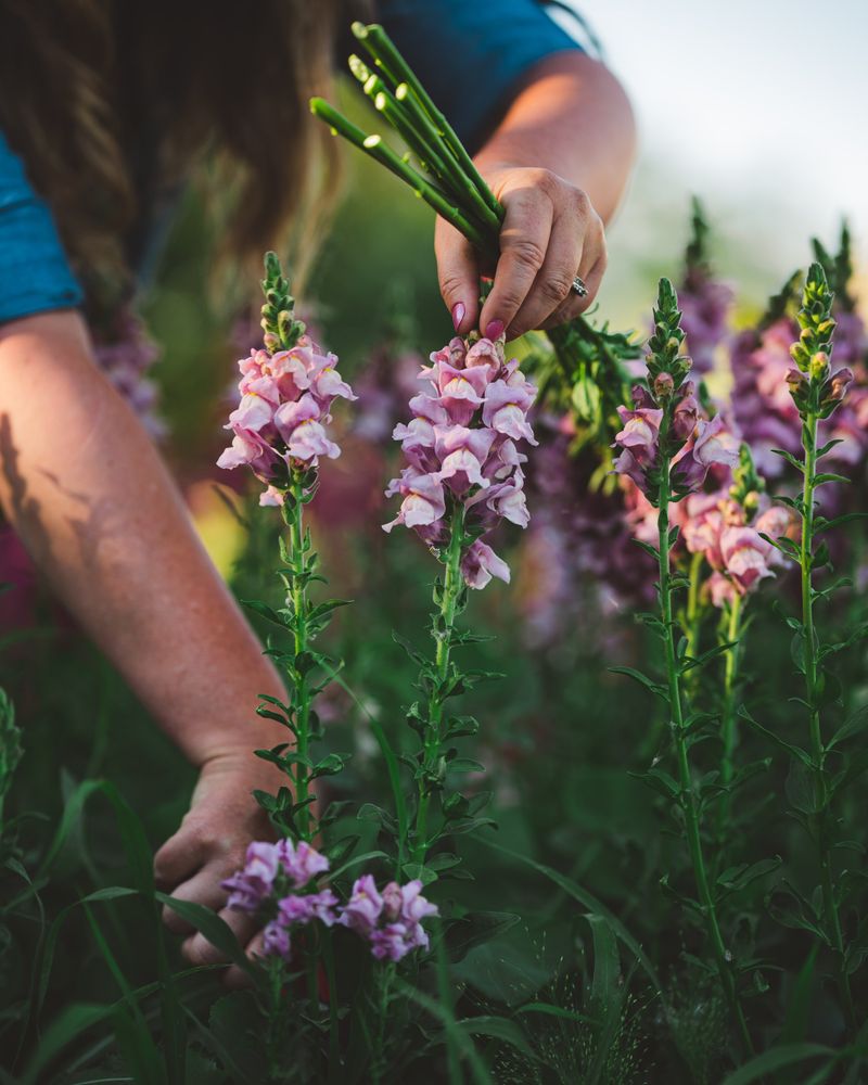 Snapdragon Pruning Techniques