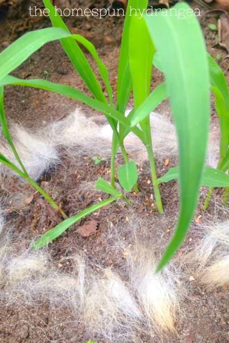 Hair (Salon Waste as Pest Deterrent)