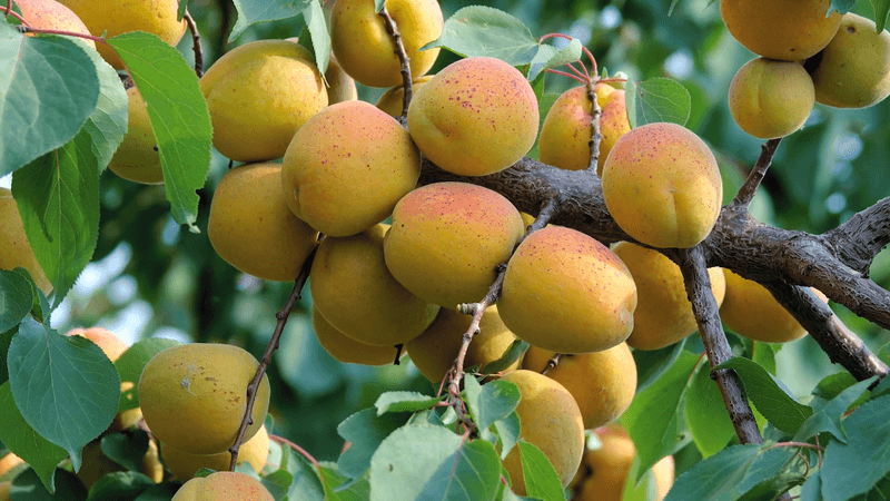 Apricot (in humid climates)