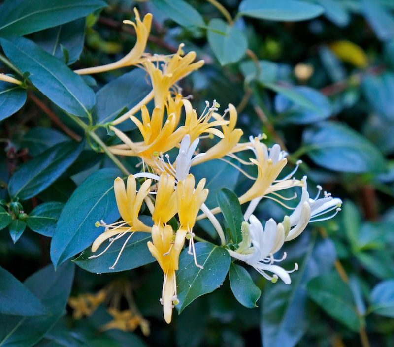 Japanese Honeysuckle