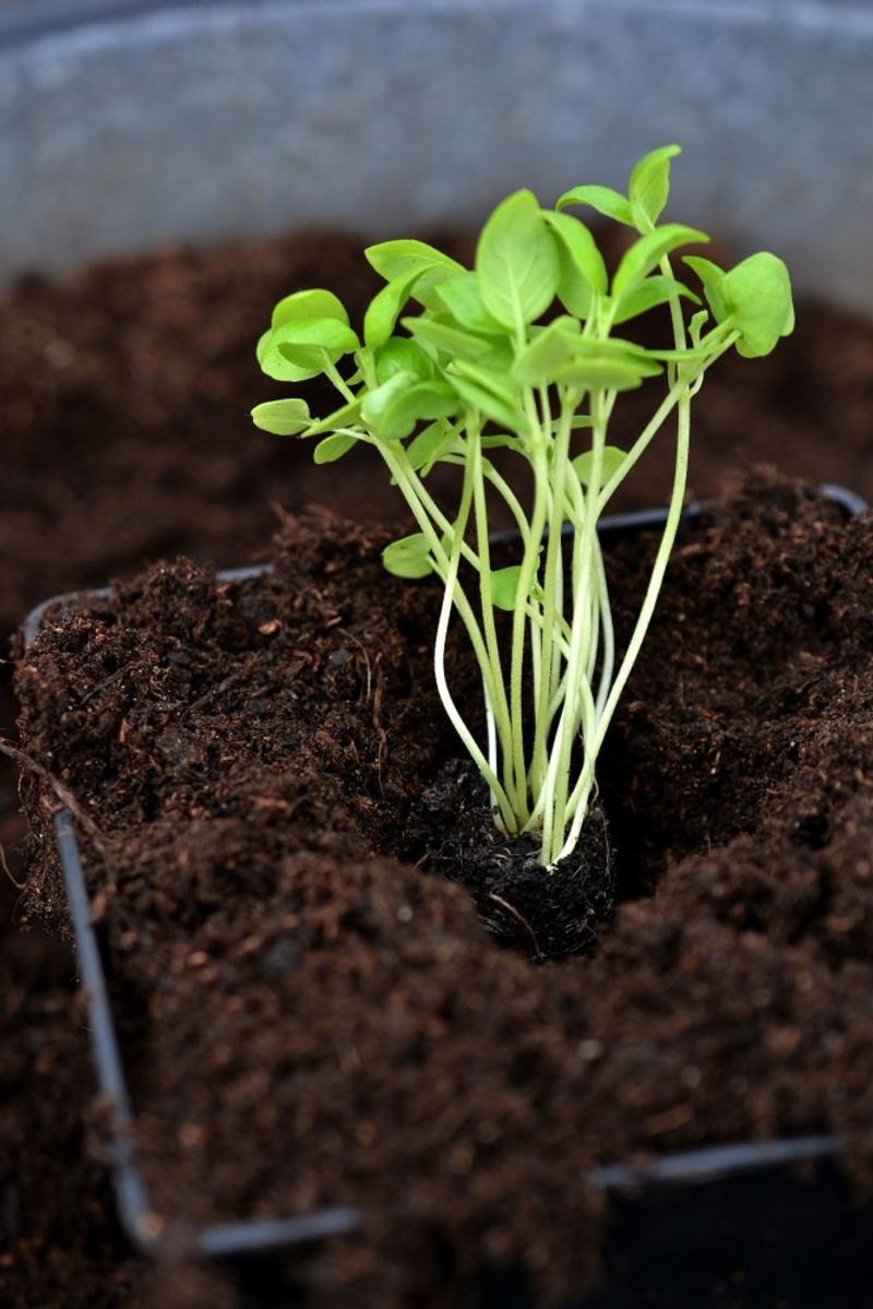 Transplant With Care