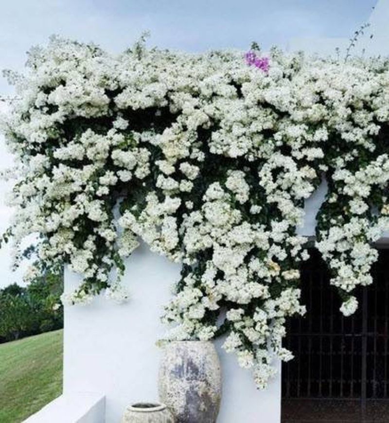 Bougainvillea ‘Singapore White’