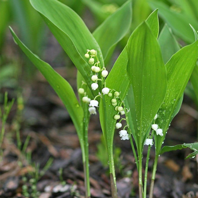 Lily of the Valley (Convallaria majalis)