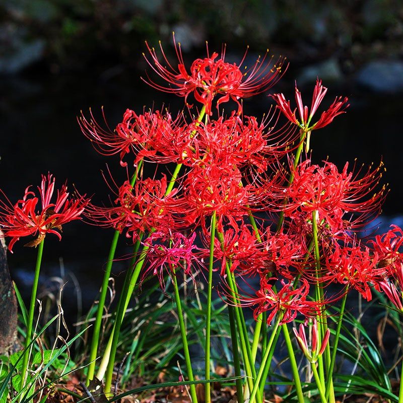 Lycoris (Spider Lily – Lycoris radiata)
