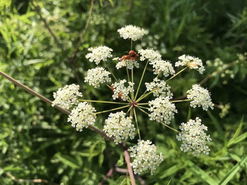 Western Water Hemlock