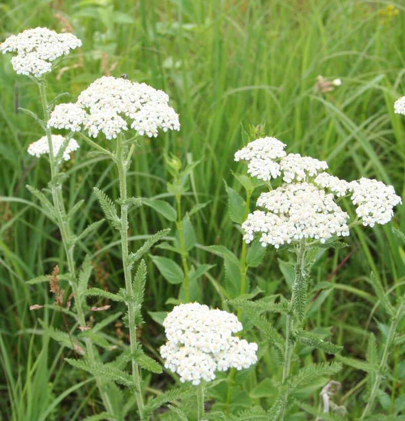 Yarrow (Achillea millefolium)