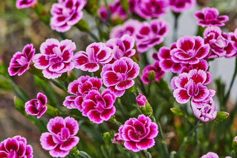 Dianthus (Carnations & Pinks)