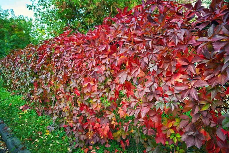 Virginia Creeper