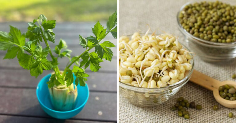 Stop Buying These 40 Vegetables – Regrow Them from Kitchen Scraps Instead