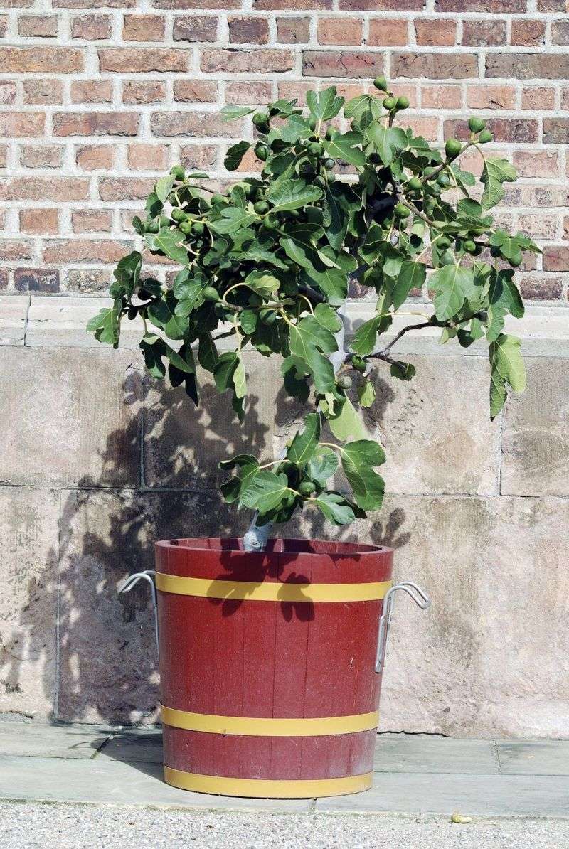 Container Gardening