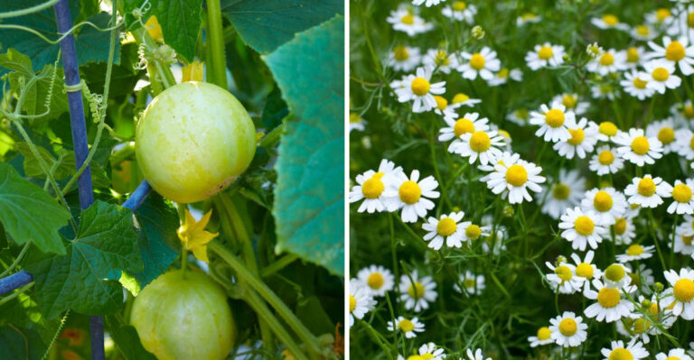 Straight to the Soil: Juni’s Best Direct-Sow Vegetables & Herbs for No-Fuss Summer Bounty